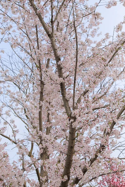 Mooie Lentebloemen Tuin — Stockfoto