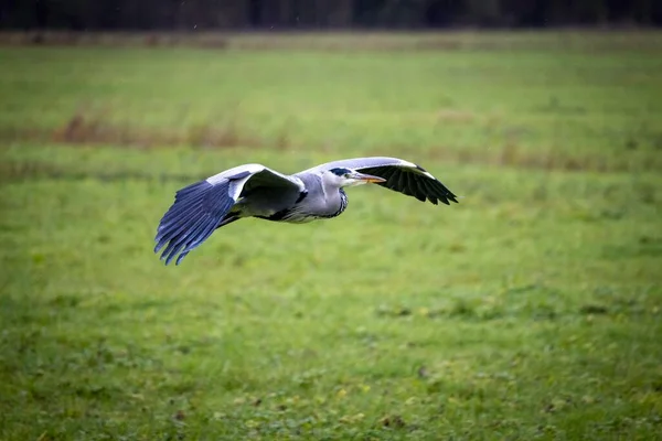 Witte Ooievaar Vliegend Het Groene Gras — Stockfoto
