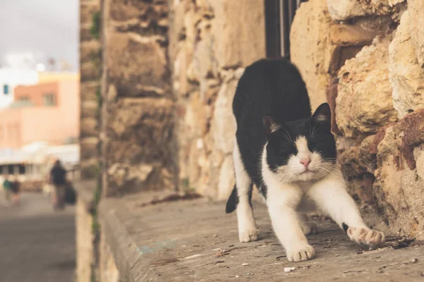 Gato Calle — Foto de Stock