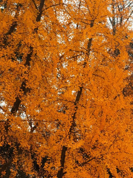 Hojas Otoño Temporada Otoño Flora —  Fotos de Stock