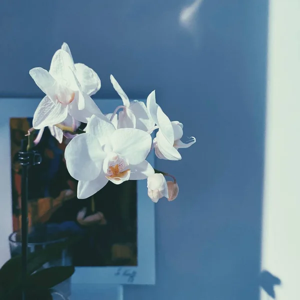 Vacker Vit Orkidé Trädgården — Stockfoto