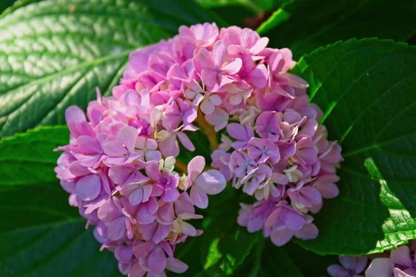 Mooie Roze Hortensia Bloemen Tuin — Stockfoto