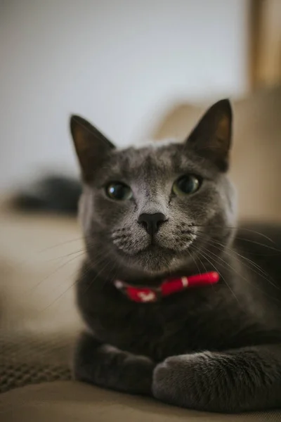 Lindo Gato Frente Piso Madera — Foto de Stock