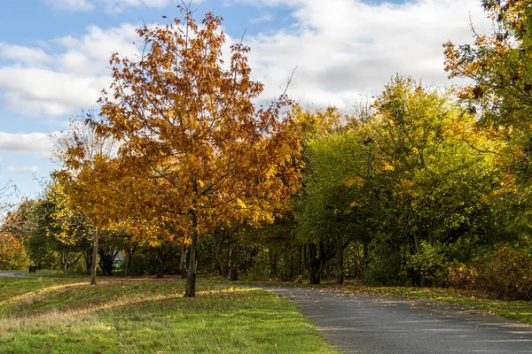 Paisaje Otoñal Con Árboles Coloridos Hojas Amarillas —  Fotos de Stock