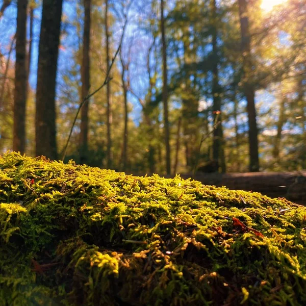 Hermoso Bosque Otoño Con Árboles — Foto de Stock