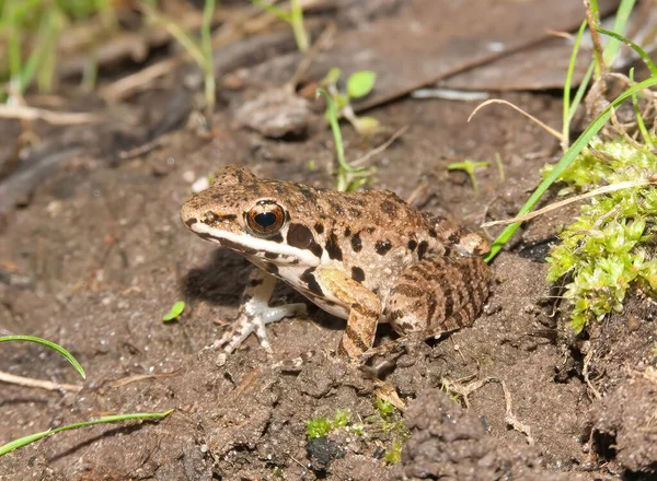 Closeup Small Vietnamese Frog Rana Maosonensis Sitting Ground — Stock Fotó