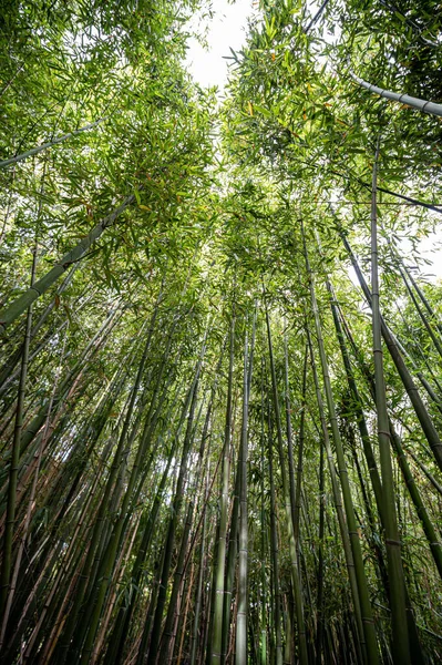 Dickes Grünes Bambusdickicht Von Unten Gesehen — Stockfoto