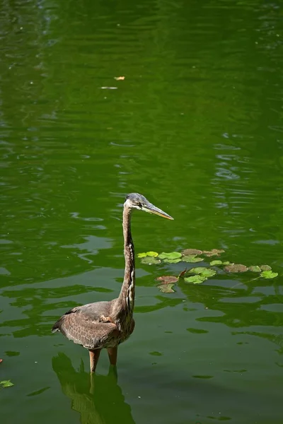 Eine Schöne Aufnahme Einer Jungen Ente Die Wasser Schwimmt — Stockfoto
