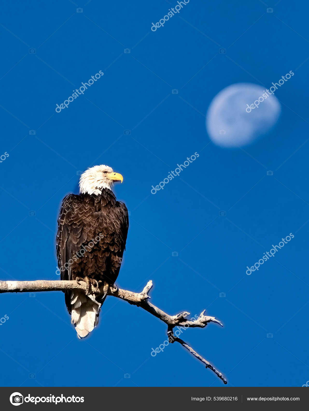 Águila Sobre Fondo Azul Del Cielo — Foto de stock #539680216 © Wirestock, image size:1280x1700