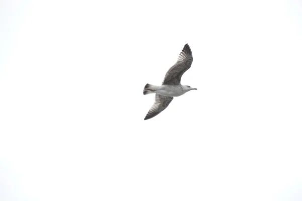 Seagull Flying Sky — Stock Photo, Image