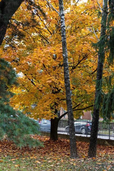 Φθινοπωρινό Τοπίο Πολύχρωμα Δέντρα Και Φύλλα — Φωτογραφία Αρχείου
