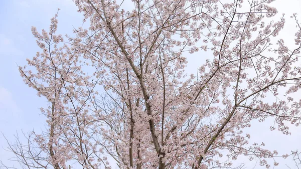 Schöne Frühlingsblumen Wald — Stockfoto