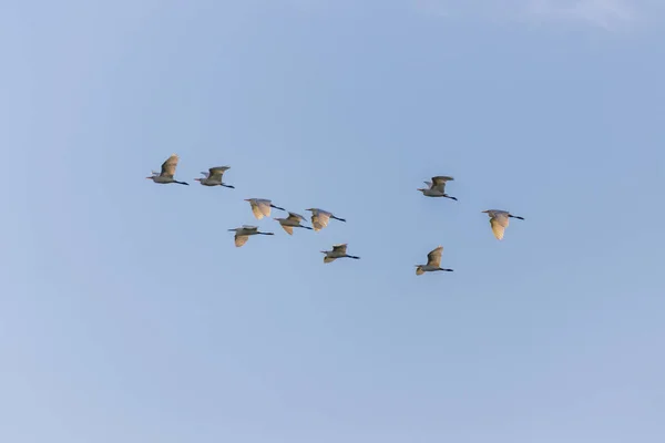 Gökyüzünde Uçan Kuş Sürüsü — Stok fotoğraf