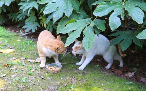 Niedliche Kleine Kätzchen Essen Wassermelone — Stockfoto