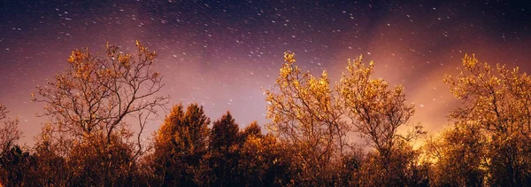 星や木のある美しい夜空 — ストック写真