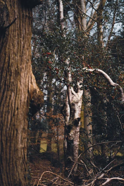 Ormandaki Bir Ağaç Gövdesinin Dikey Görüntüsü — Stok fotoğraf