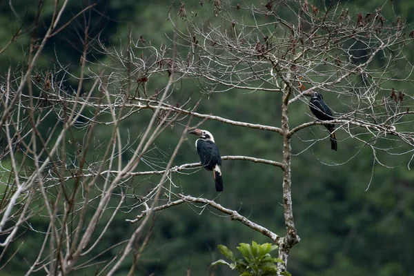 Ein Vogel Auf Einem Ast Eines Baumes Wald — Stockfoto