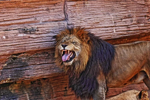 Close Lion Head — Stock Photo, Image