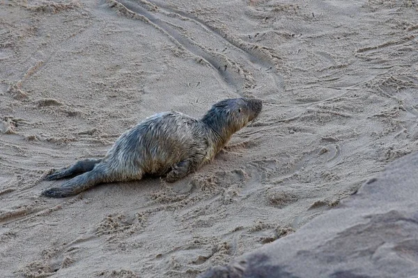 海滩上一只可爱海豹的特写镜头 — 图库照片