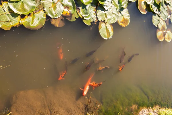 Gold Fishes Pond — Stok Foto