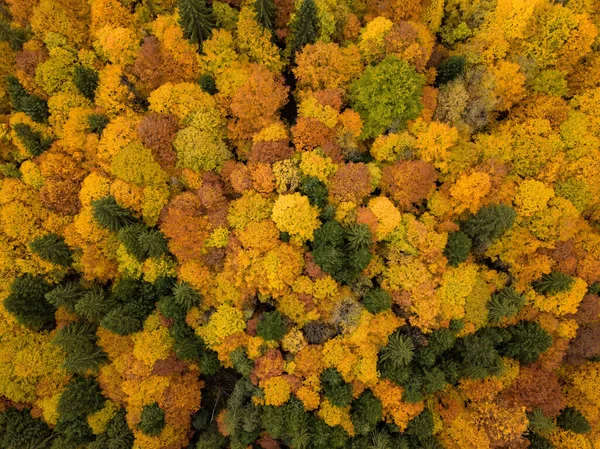 Sonbahar Mevsiminde Ormanın Havadan Görünüşü — Stok fotoğraf