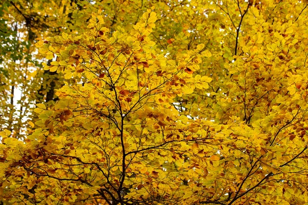 Feuilles Automne Dans Forêt — Photo