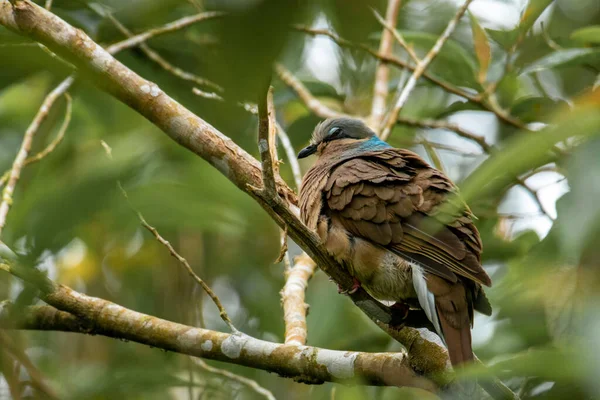 Pájaro Está Sentado Una Rama Árbol —  Fotos de Stock