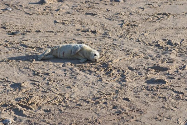 Una Foca Sulla Spiaggia — Foto Stock