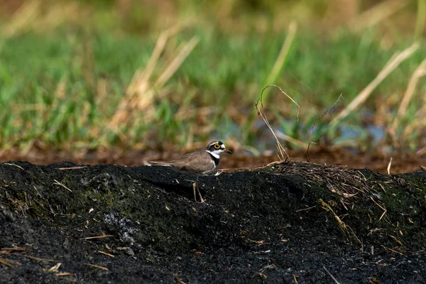Pájaro Bosque —  Fotos de Stock
