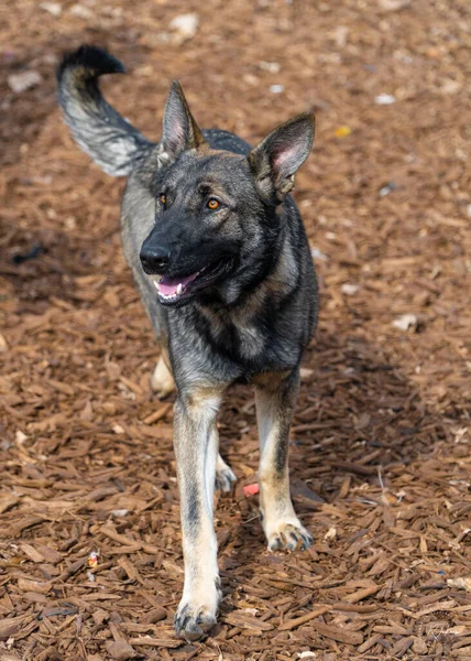 Vertical Shot Gray Dog Looking Away Park Autumn — Stockfoto