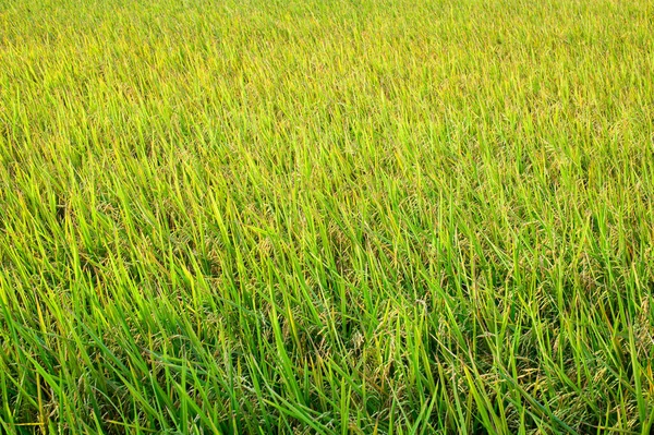 Rice Fields Green Rice Daytime — Stock Photo, Image
