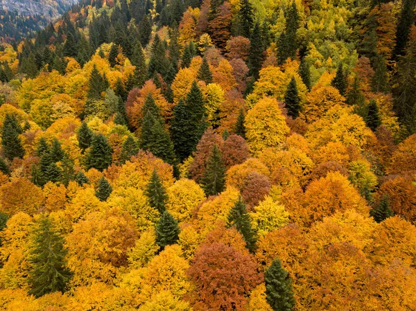 Bela Paisagem Outono Com Árvores Folhas Verdes — Fotografia de Stock