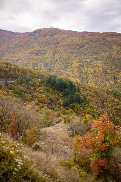 Outono Paisagem Com Árvores Coloridas Floresta — Fotografia de Stock