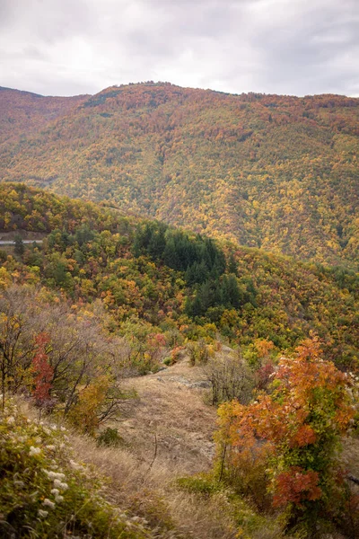 Herfst Landschap Met Kleurrijke Bomen Bos — Stockfoto