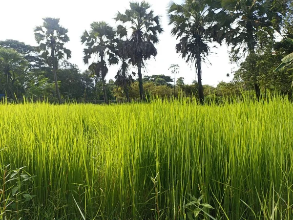 Зеленый Цветной Рисовой Фирмы Поле Сбора Урожая — стоковое фото