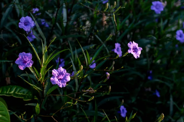 Hermosas Flores Jardín — Foto de Stock