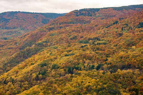 Ağaçlar Ormanlarla Dolu Sonbahar Manzarası — Stok fotoğraf
