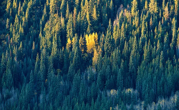 Bellissimo Paesaggio Con Alberi Foresta — Foto Stock