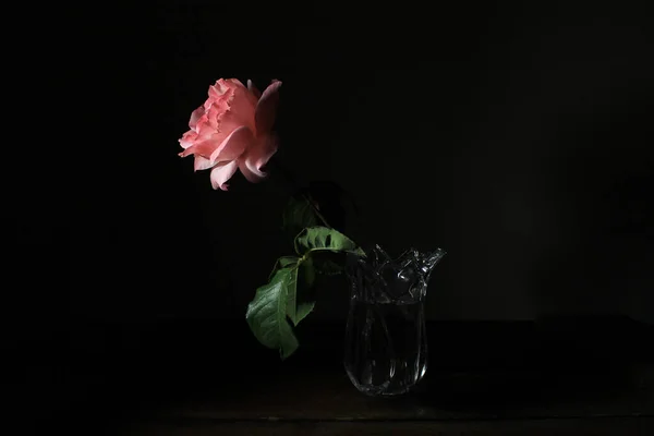 漂亮的粉色玫瑰在一个黑色背景的玻璃瓶里 — 图库照片