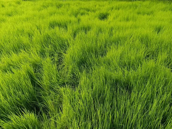 Risaia Colore Verde Ferma Sul Campo Raccolto — Foto Stock