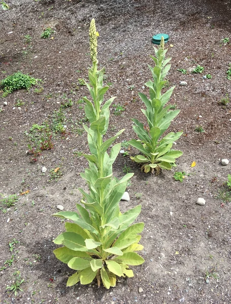 A vertical shot of a Mullein plant in the garden