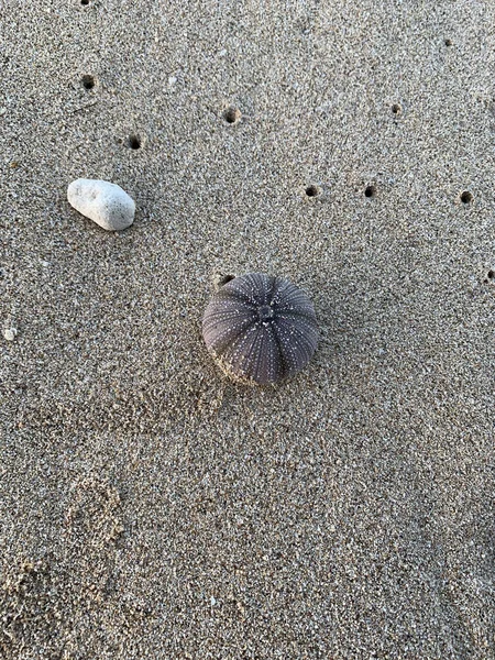 Sea Urchin Skeleton Beach Kaena Point Oahu Hawaii — Foto Stock