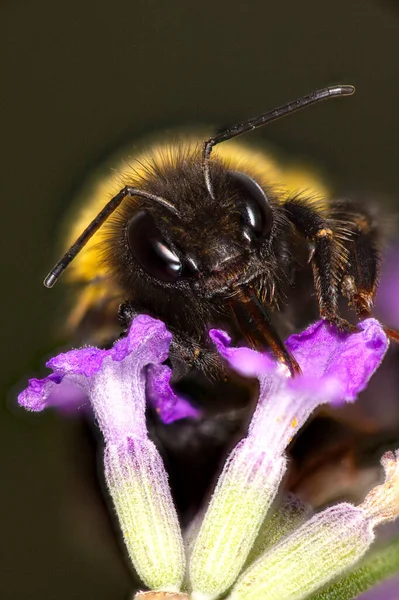 Abelha Uma Flor Roxa — Fotografia de Stock