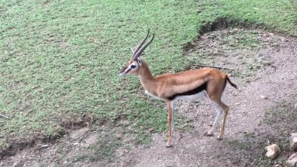 Closeup Shot Young Male Deer Savannah — Stok video