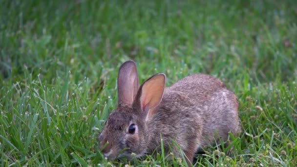 Cute Little Hare Field — Stockvideo