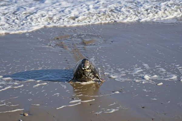 Een Zeehond Het Strand — Stockfoto