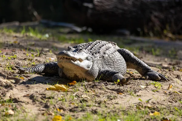 Nahaufnahme Eines Alligators Strand — Stockfoto