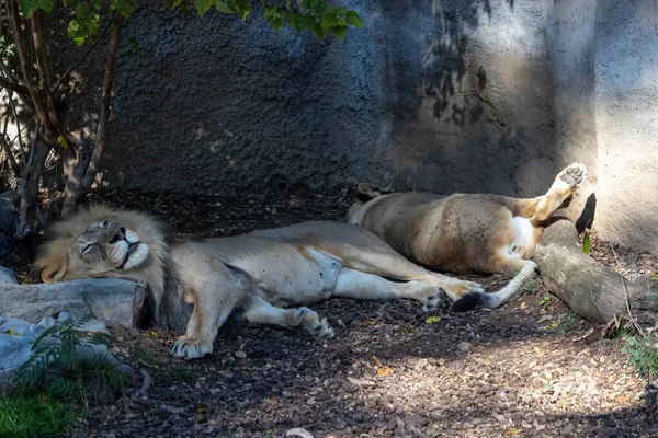 a group of lions resting on the ground