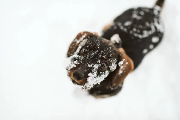 Close Black White Chocolate — Stock Photo, Image