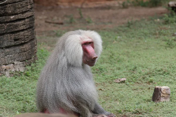 Bonito desenho de macaco albino posando